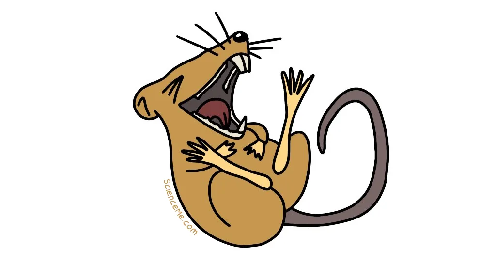 Rat studies in depression