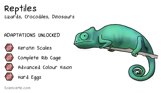 Reptile Animal Evolution: features of Reptiles are keratin scales, a complete rib cage, advanced colour vision, and hard shelled eggs