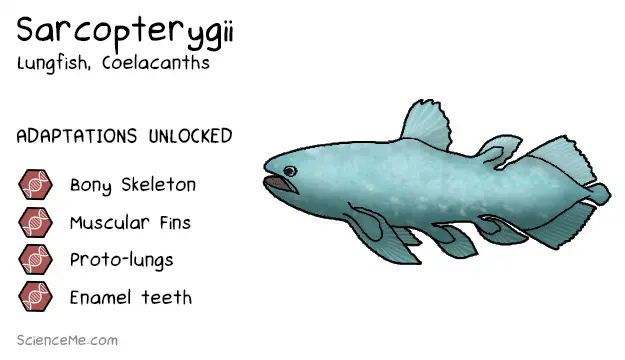 Sarcopterygii Animal Evolution: features of Sarcopterygii are a bony skeleton, muscular fins, proto-lungs, and enamel teeth