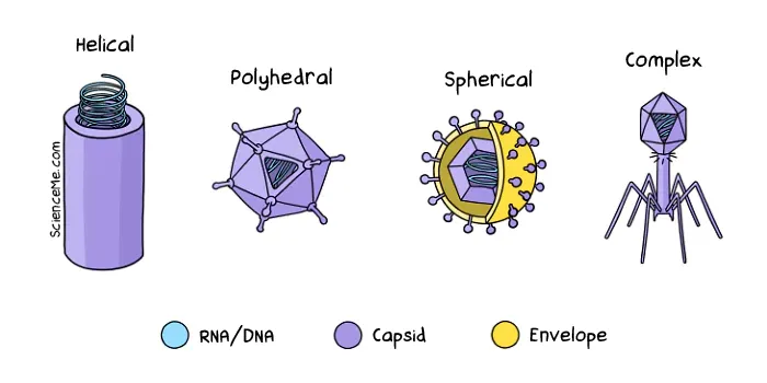 Science cartoon of the four major types of viruses