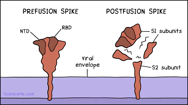 The spike protein in its prefusion and postfusion states