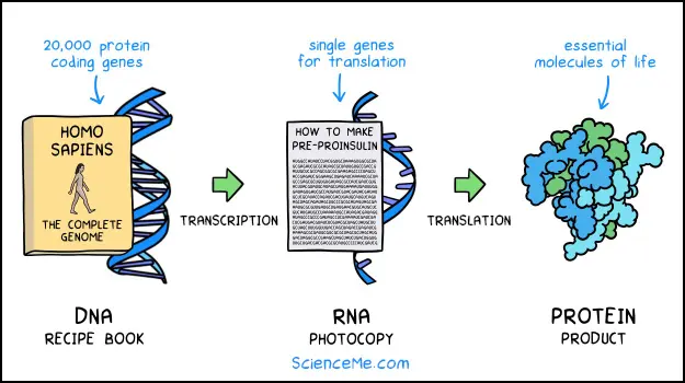 The Central Dogma of DNA expression explains how DNA works using transcription, RNA processing, and translation