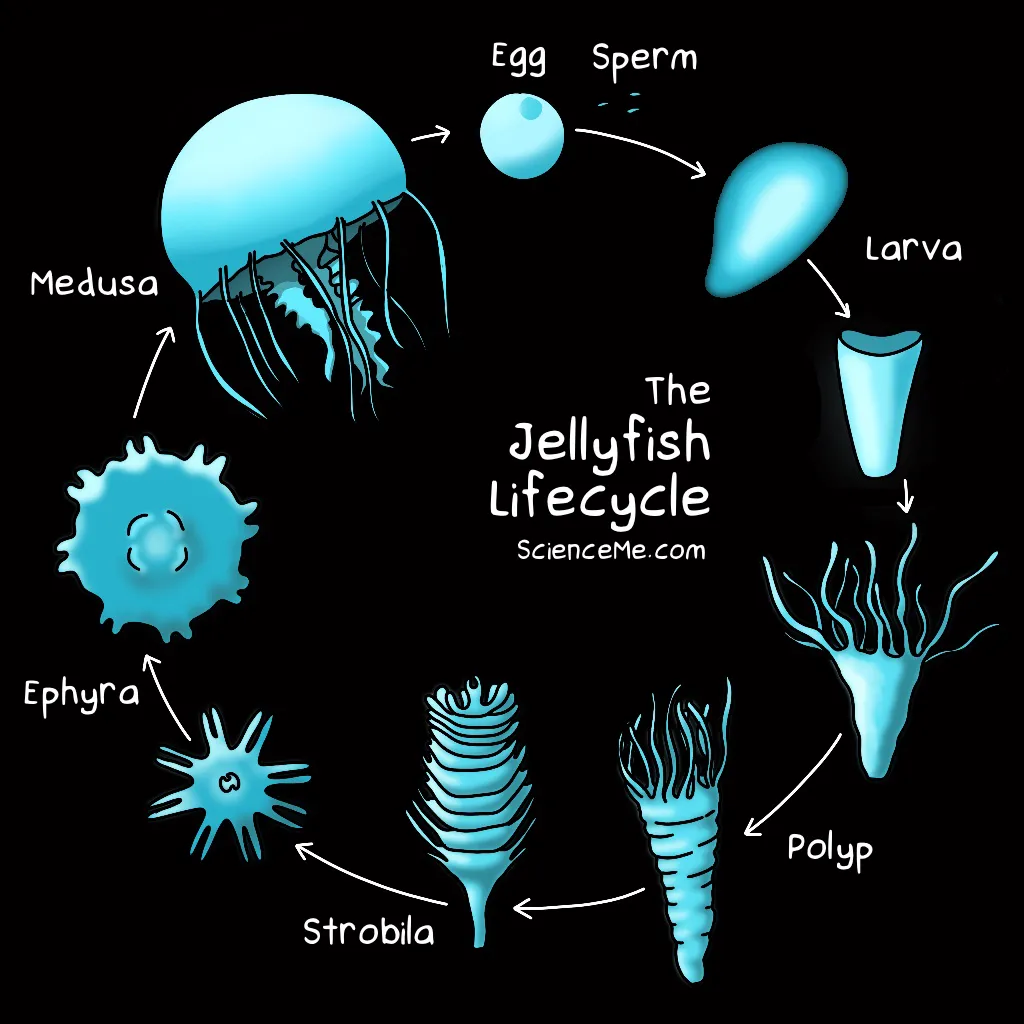 The jellyfish lifecycle: egg, sperm, larva, polyp, scyphistoma, strobila, ephyra, and medusa