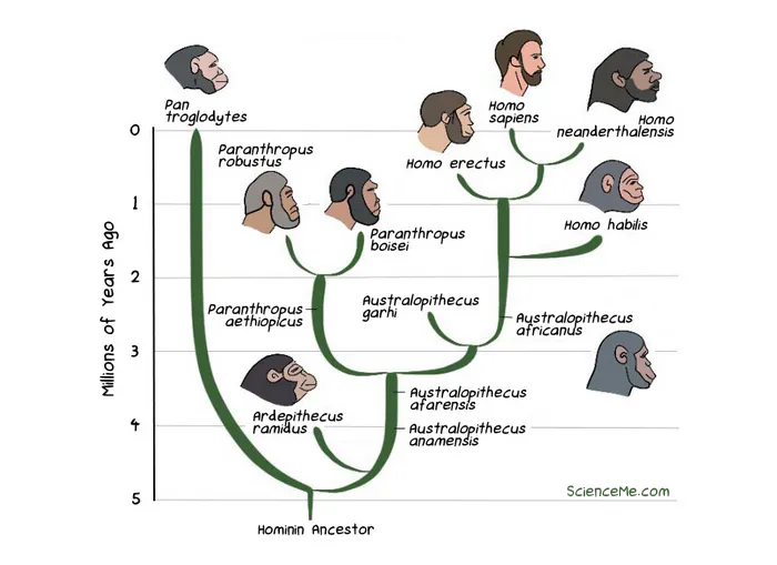 Illustrated timeline of human evolution