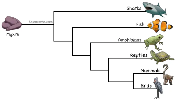 All Animals Evolution With Low Level to High Level And Fight's