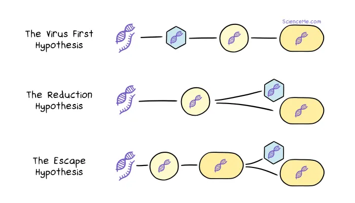 Virus Origins: The Virus First, Regressive, and Escape Hypotheses