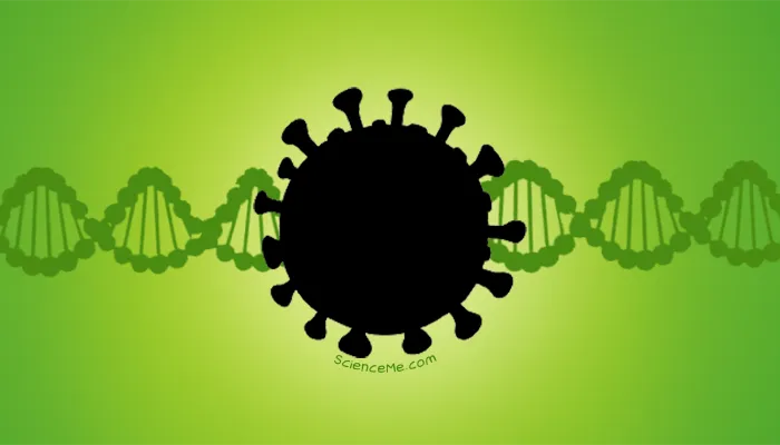 How Viruses Attack Cells and Infiltrate DNA