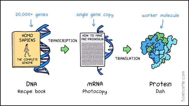 The Central Dogma of DNA